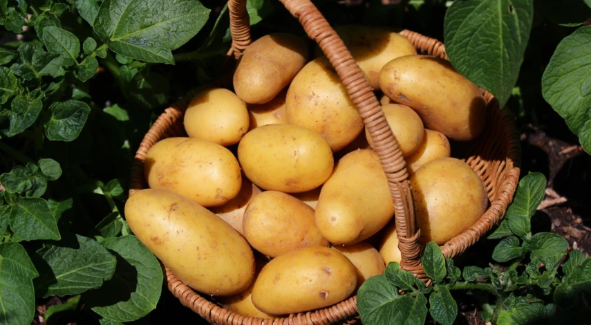 Сбор урожая сорта Скарб