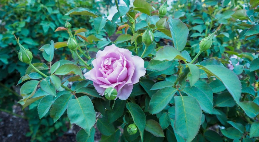 Куст розы Майнцер Фастнахт