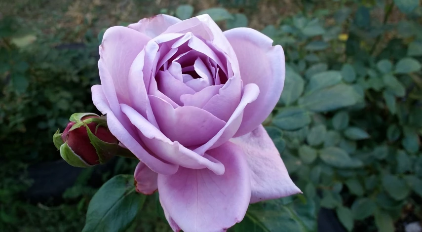 Розовые соцветия