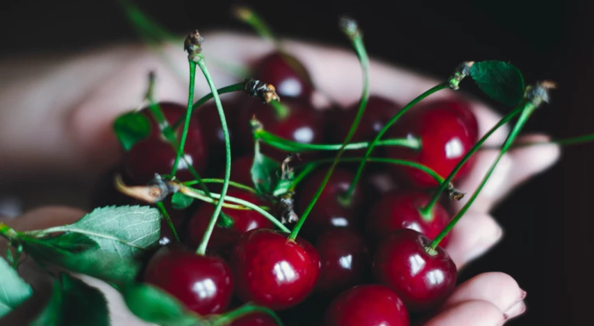 Урожайность сорта чудо-вишня