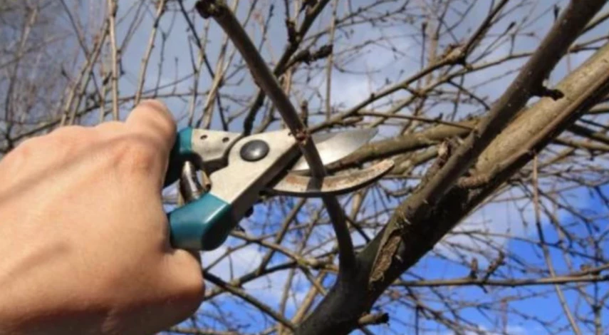 Обрезка вишни