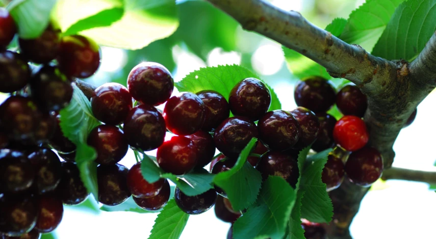 уход за Чудо-вишней