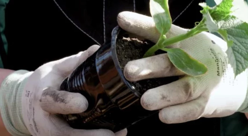 когда сажать огурцы 2024