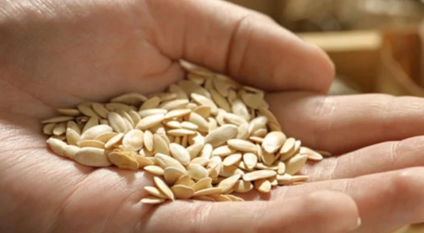 Подготовка к посеву огурцов