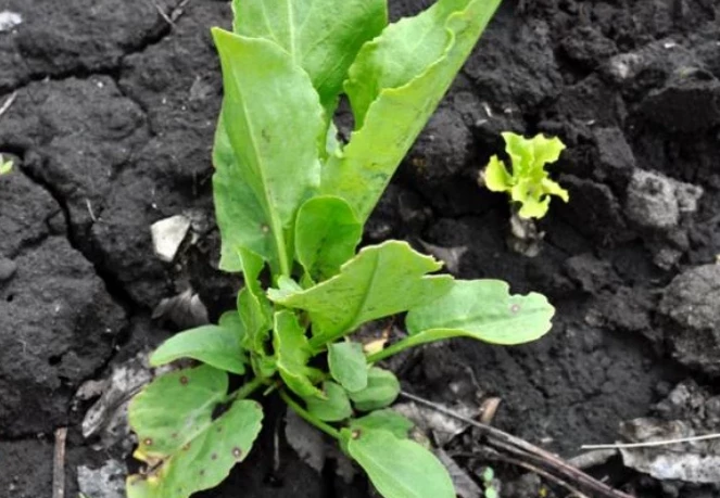 Щавель в открытом грунте