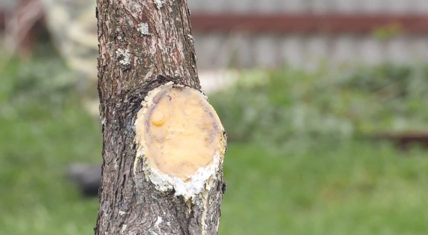 использование садового вара