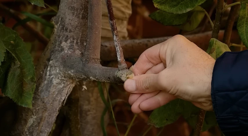 Приготовление садового вара