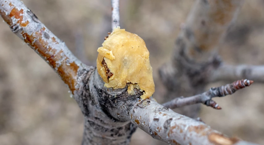 Садовый вар для деревьев