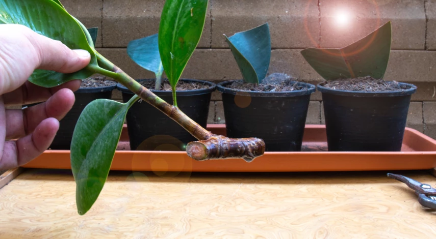 Черенок каучуконосного фикуса