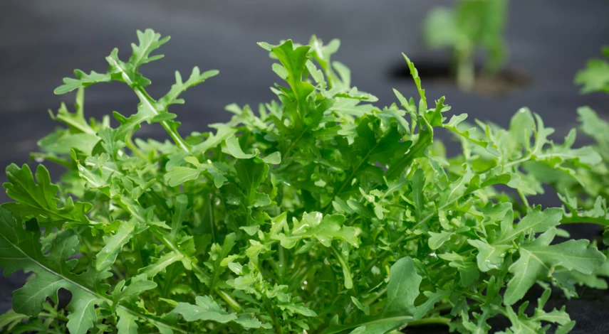 Сроки посева руколы в грунт