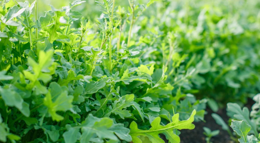 Сроки высадки рассады руколы в грунт