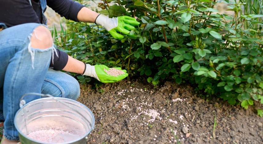 Внесение нитроаммофоски