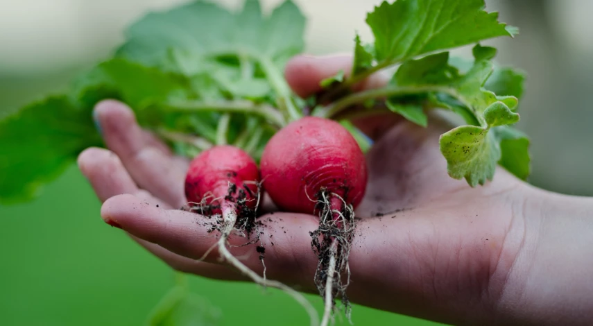Сорта редиса для посадки