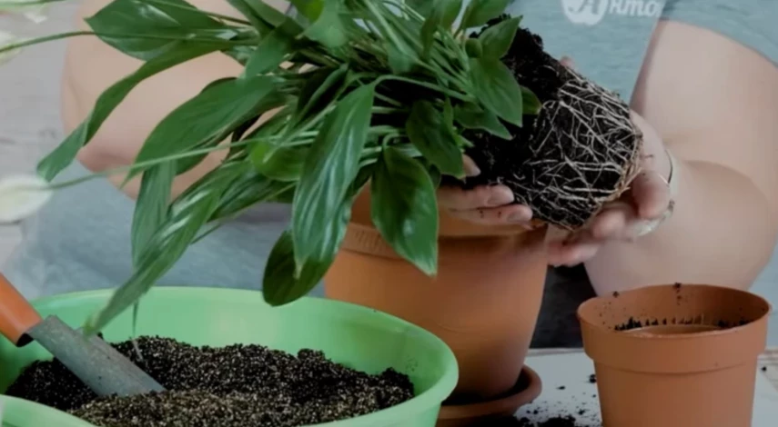 Когда пересаживать цветы