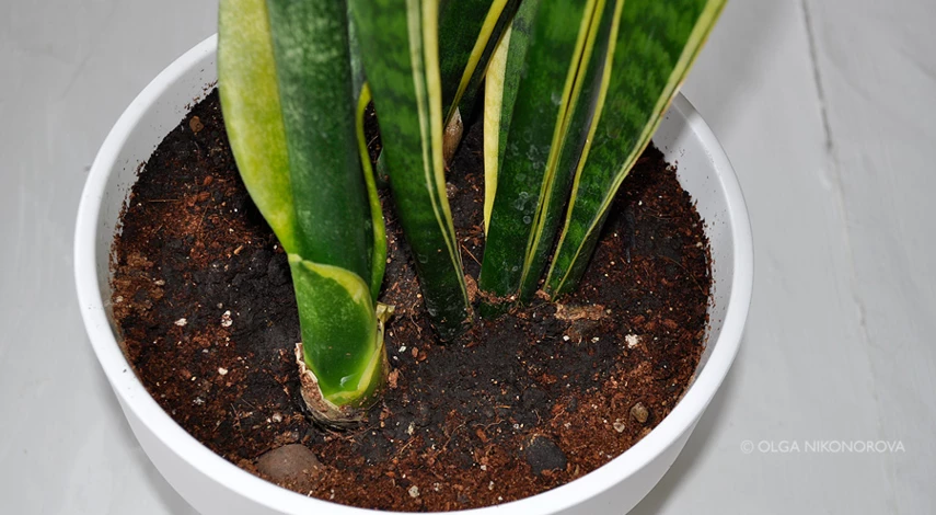 Пересадка болеющего растения