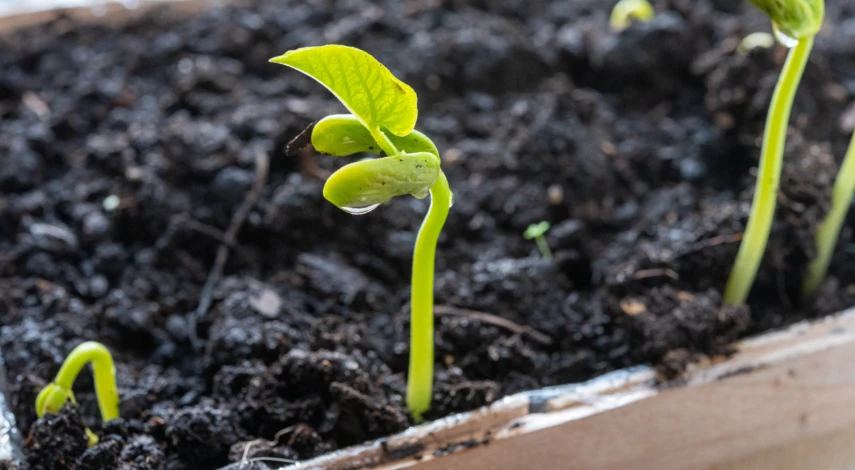 Календарь посадки фасоли