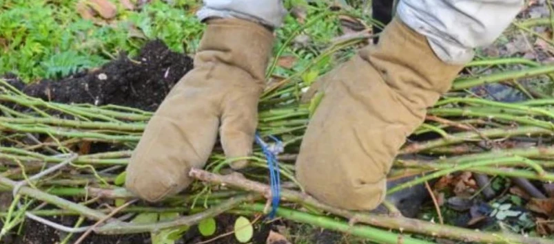 Укрытие роз в 2023 году