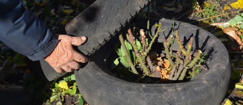 Сроки укрытия роз на зиму