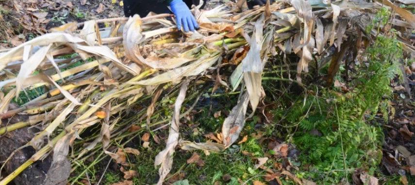 Укрываем розы на зиму