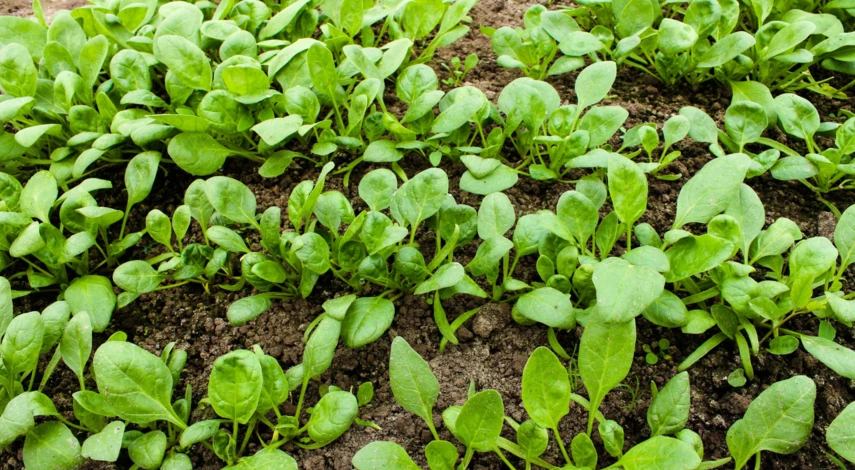 Когда сажать редис в грунт