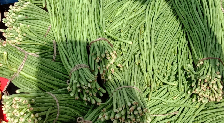 урожай стручковой фасоли