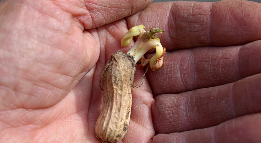 Арахис для посадки в грунт