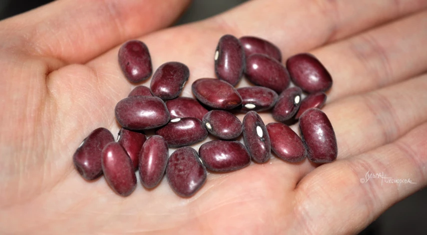 Сроки высадки фасоли по регионам