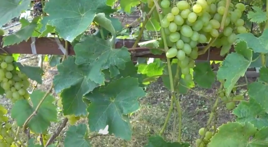 Сроки посадки винограда весной