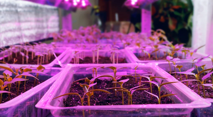 рассада под фитолампами