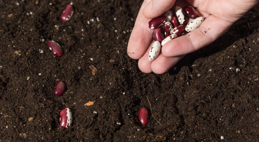 Сроки посева семян фасоли в грунт