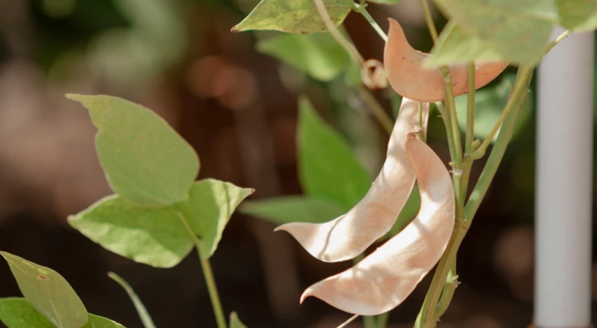 Сроки посева фасоли в теплицу