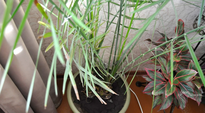 Пересадка большого цветка