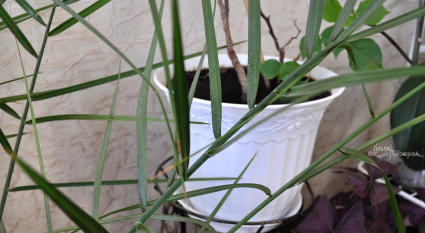 Как пересадить большой цветок