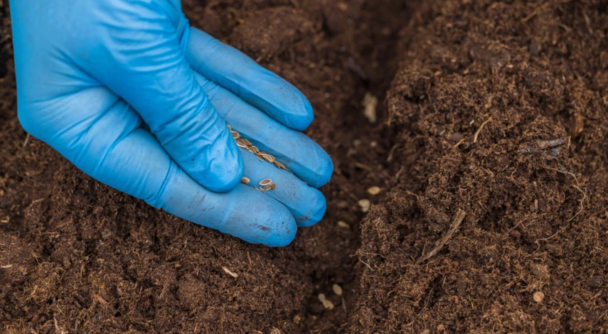 Посадка укропа Аллигатор