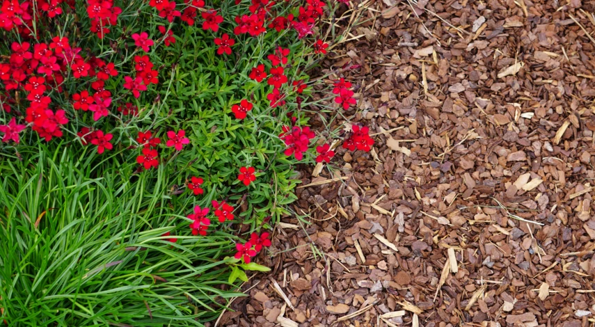 Совмещенные посадки цветов