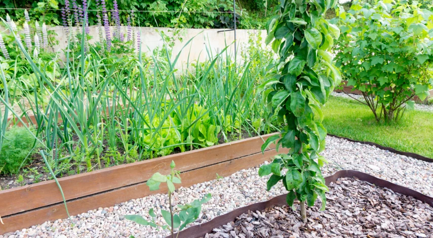 Смешанные посадки