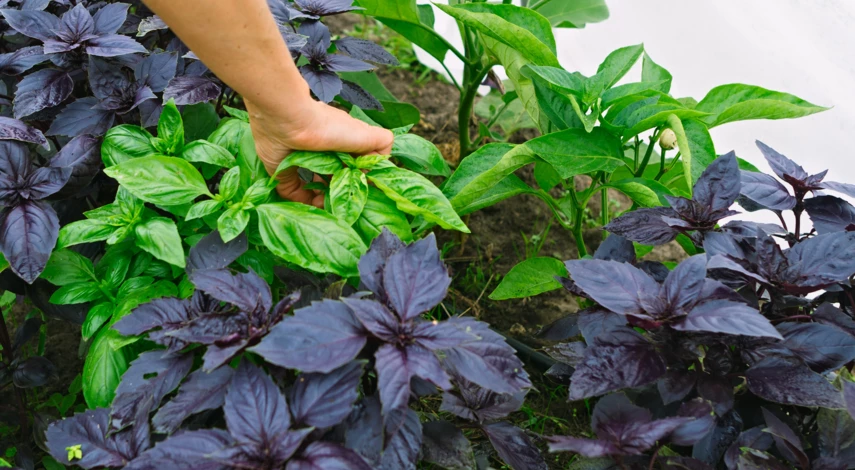 Совместные посадки зелени