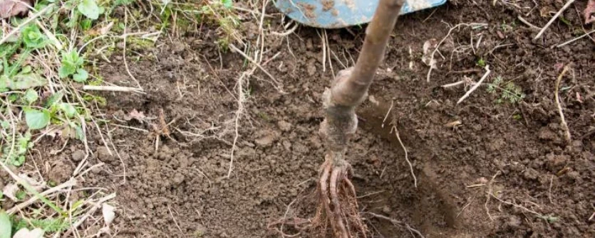 Посадка вишни Молодежная