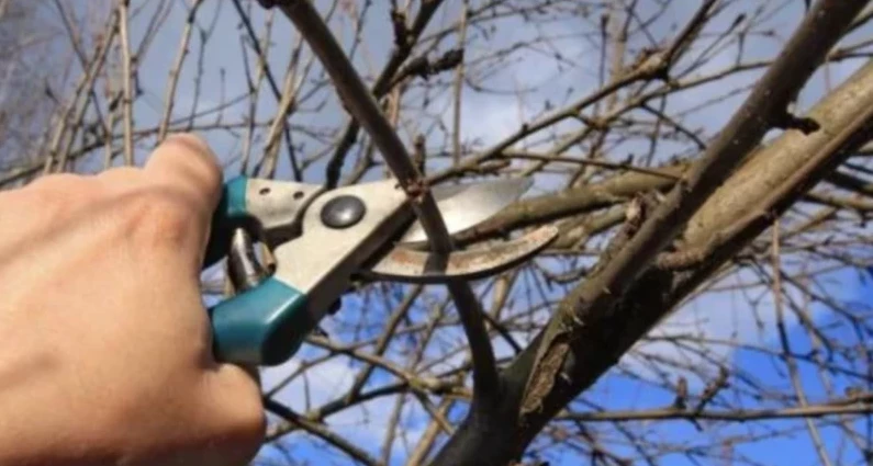 Обрезка вишни Молодежная