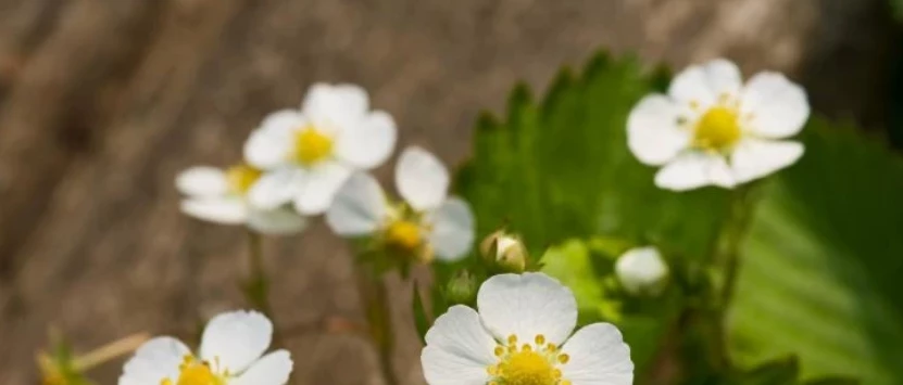 Цветение клубники Альбион
