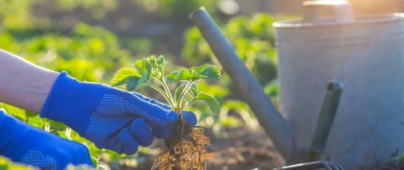 Посадка земляники Альбион