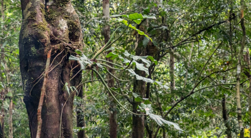 Особенности эпифитов