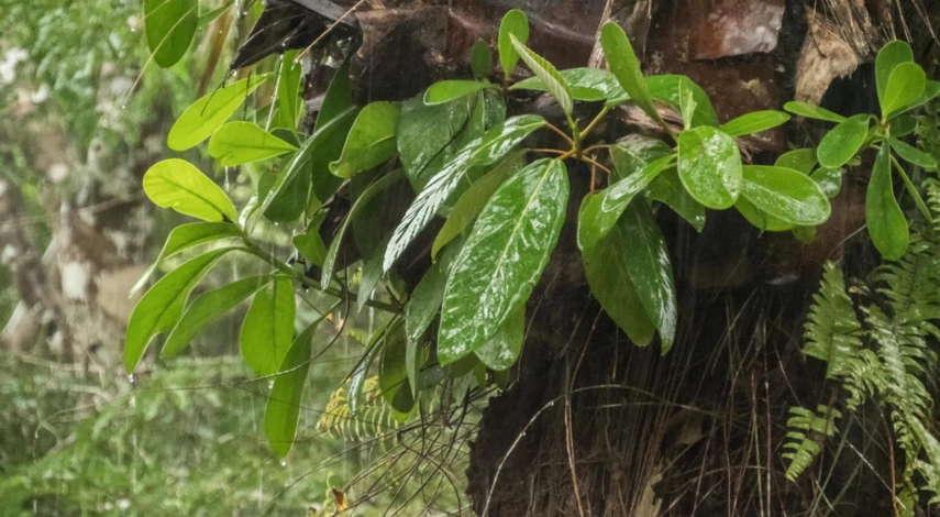 Строение эпифитов