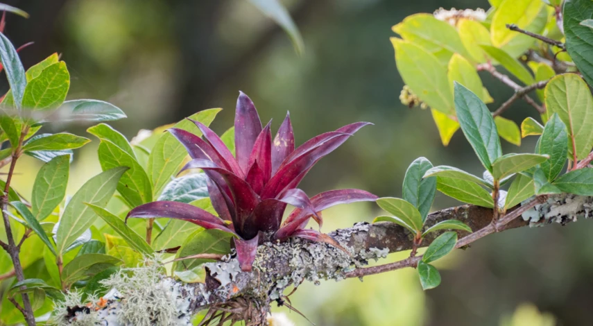 Классификация эпифитов