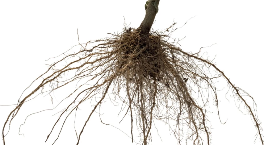 Мочковатая корневая система