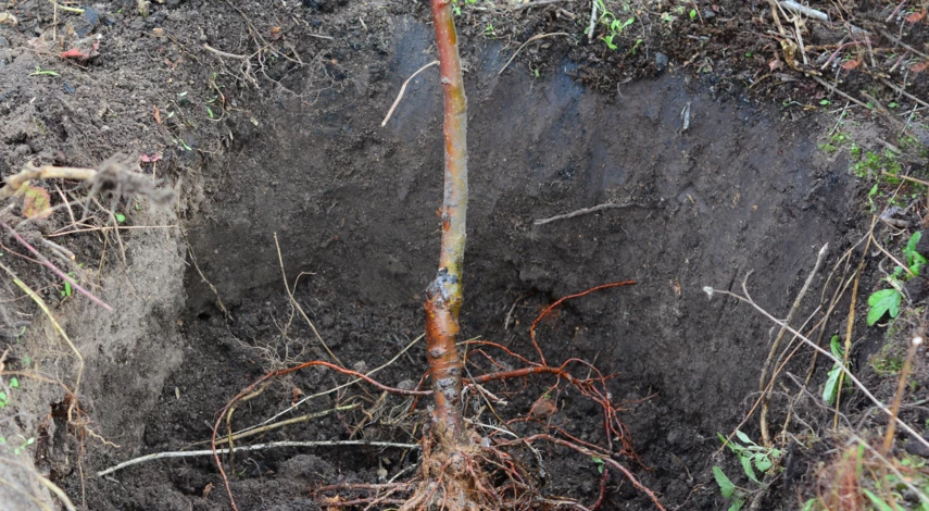 Смешанная корневая система