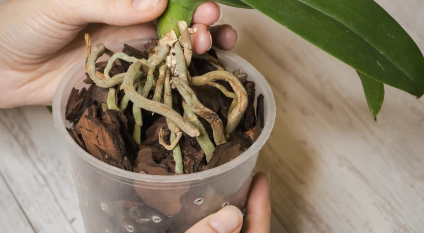 Воздушные корни орхидеи