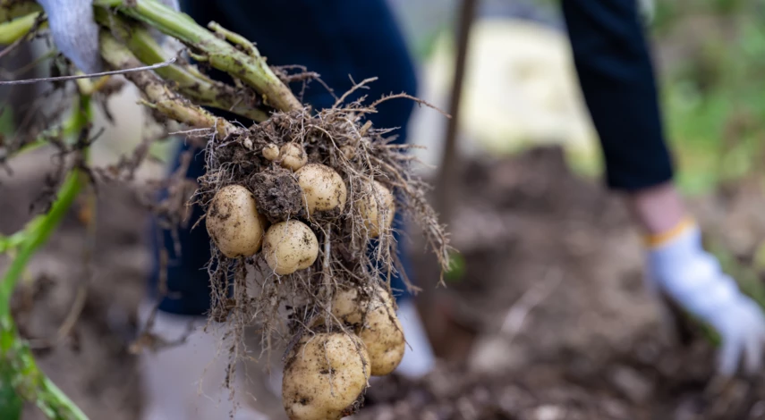 Универсальная корневая система картофеля