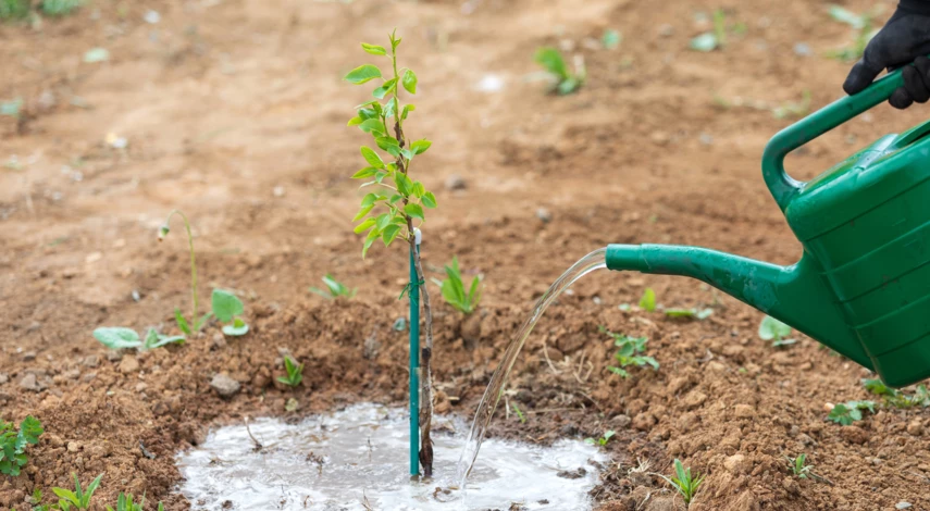 Саженец груши Дюшес