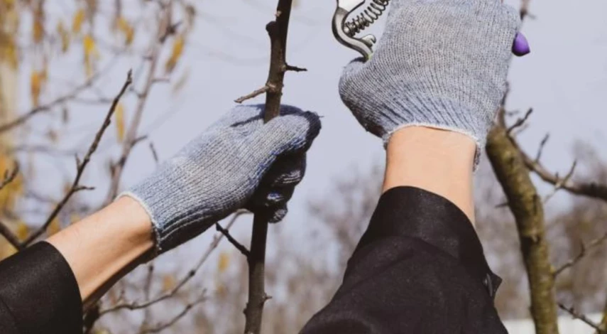 Уход за сливой